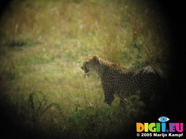 14723 Leopard through binoculars